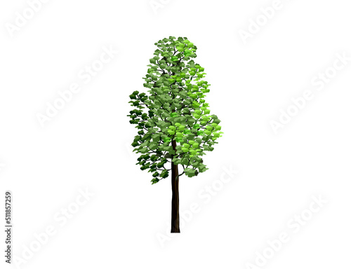redwood tree vector illustration with hand drawing style