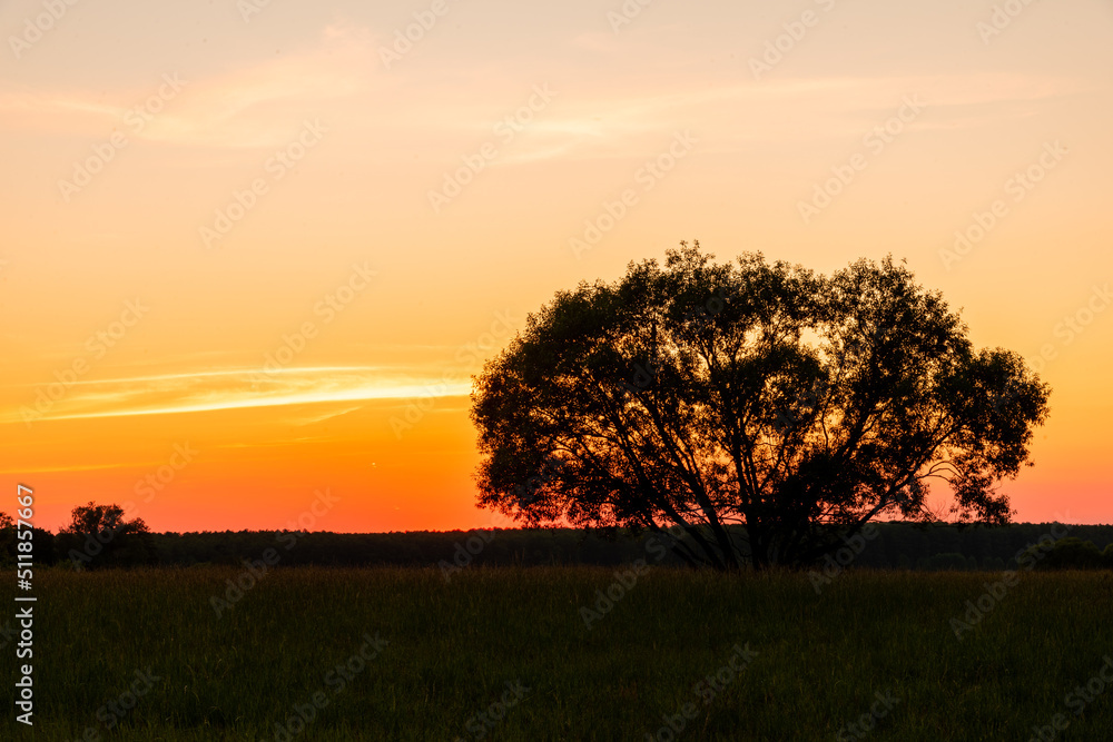 Fototapeta premium Another sunset for this tree