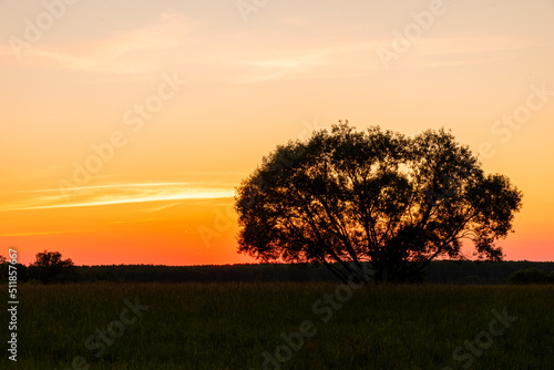Another sunset for this tree