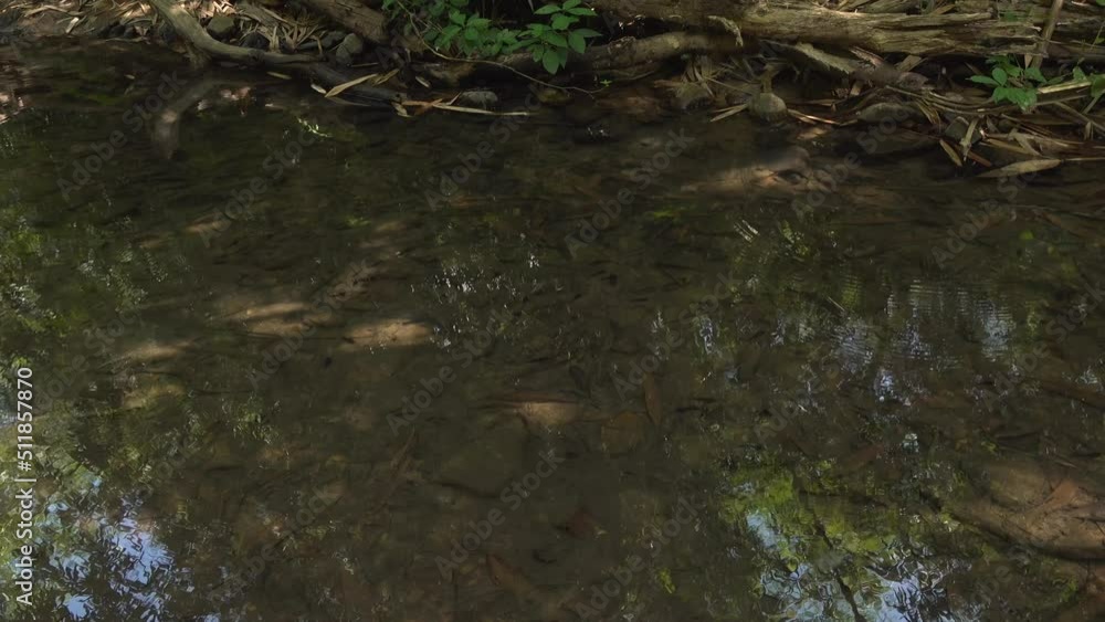 Jungle B-Roll - Jungle Fish. Tiny fish dart around in a tiny jungle stream. Filmed in Kaeng Krachan National Park, Thailand. Jungle B-Roll - Jungle Fish. Tiny fish dart around in a tiny jungle stream. Filmed in Kaeng Krachan National Park, Thailand.
