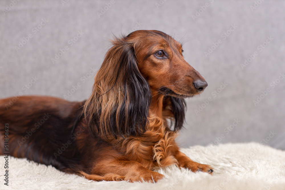 brown dachshund with long ears lies at home on a couch, dog place