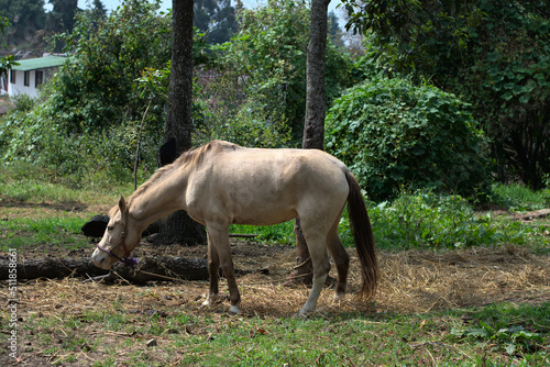Brown horse grazing in the field