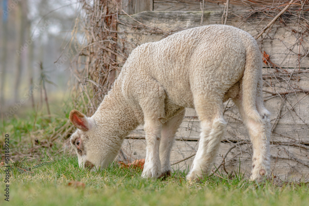 Obraz premium Small and young lamb in pasture in spring.