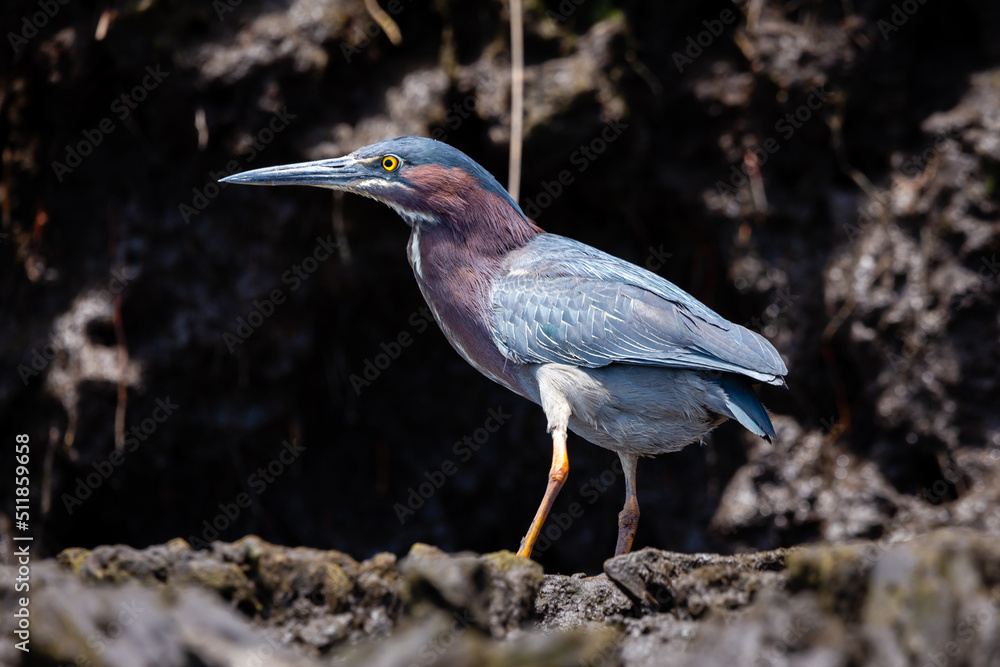 Fototapeta premium blue heron ardea cinerea