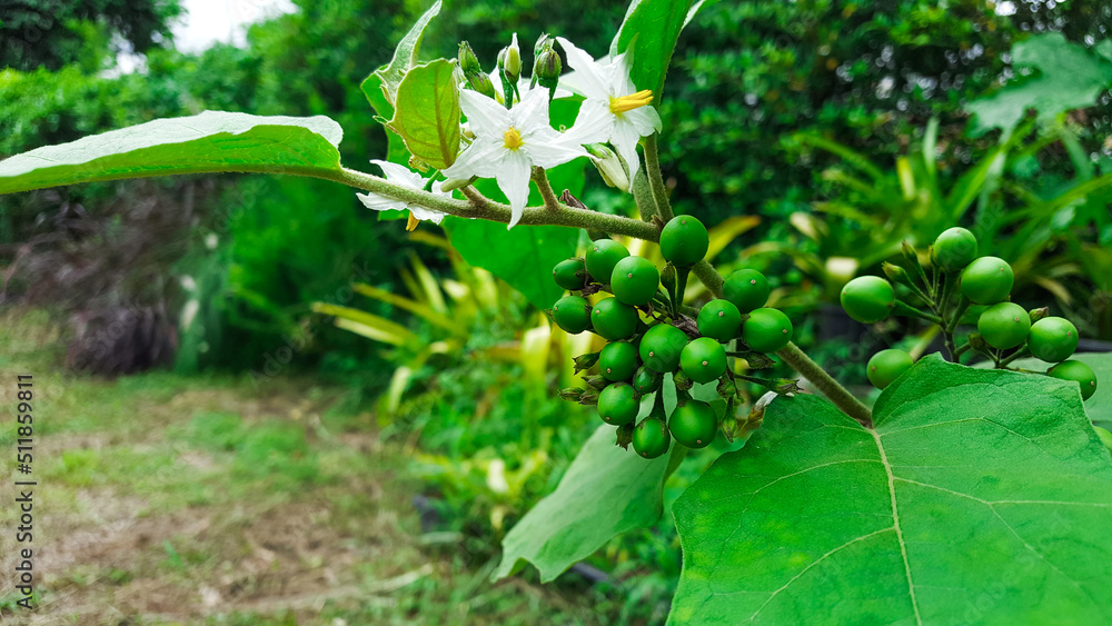 Close up Solanum violaceum with its leaves and branches Close up Solanum violaceum with its leaves and branches