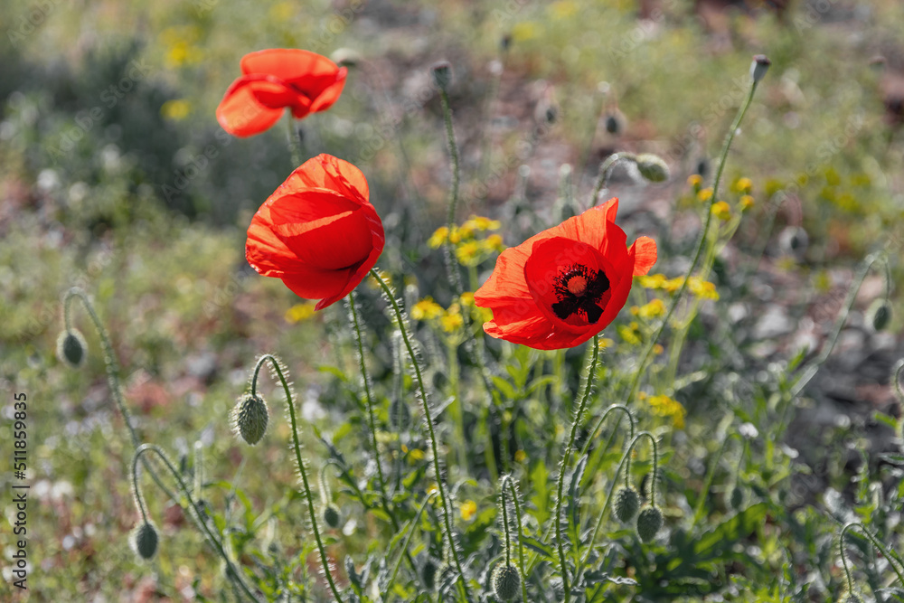 Obraz premium Red poppies. Large red poppy flowers in the field. Poppies on a field with green grass on a sunny summer day.