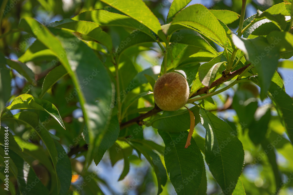 Green, young, ripening fruits of a peach tree on a branch on a sunny day. A ripening peach on a branch. Green peach fruits on a branch surrounded by green leaves. Green, young, ripening fruits of a peach tree on a branch on a sunny day. A ripening peach on a branch. Green peach fruits on a branch surrounded by green leaves.
