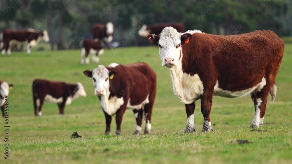 Hereford cows in a field on a regenerative agriculture farm. Hereford cows in a field on a regenerative agriculture farm.