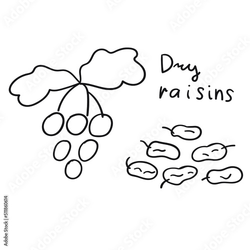 Dry raisins. Outline icon. Food illustration. Graphic design on white background.