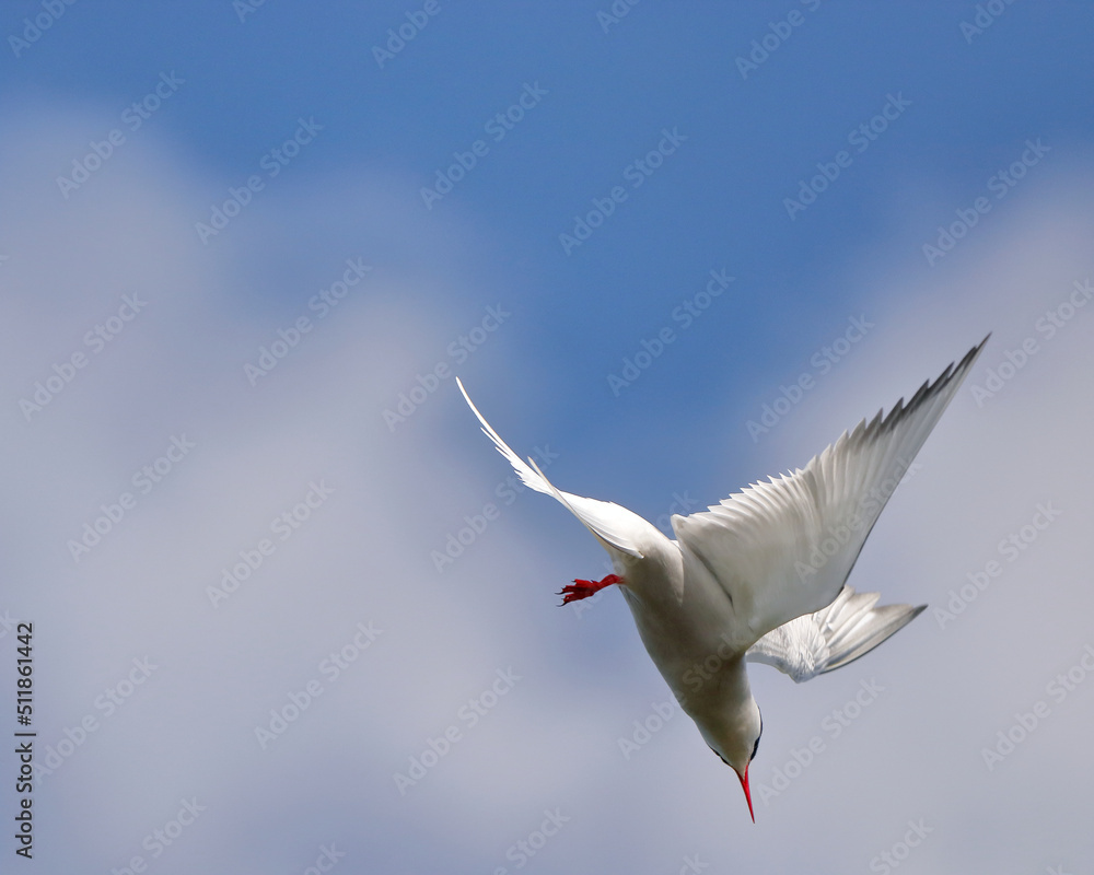 Fototapeta premium Common tern in flight against a blue sky. nature of wild birds