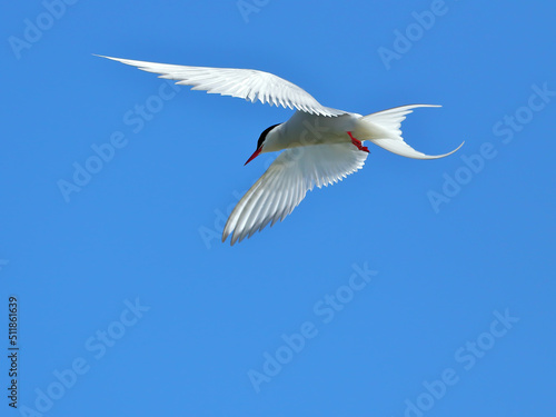 Common tern in flight against a blue sky. nature of wild birds © Aleksandr 44ARH