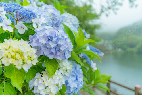 雨の日の紫陽花