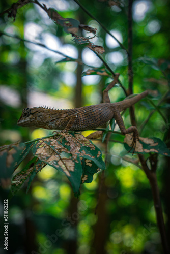 lizard in a tree