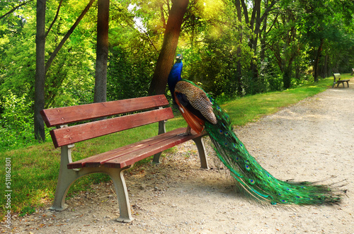 Fotografia beautiful bird peacock standing on bench in park with benches and trees