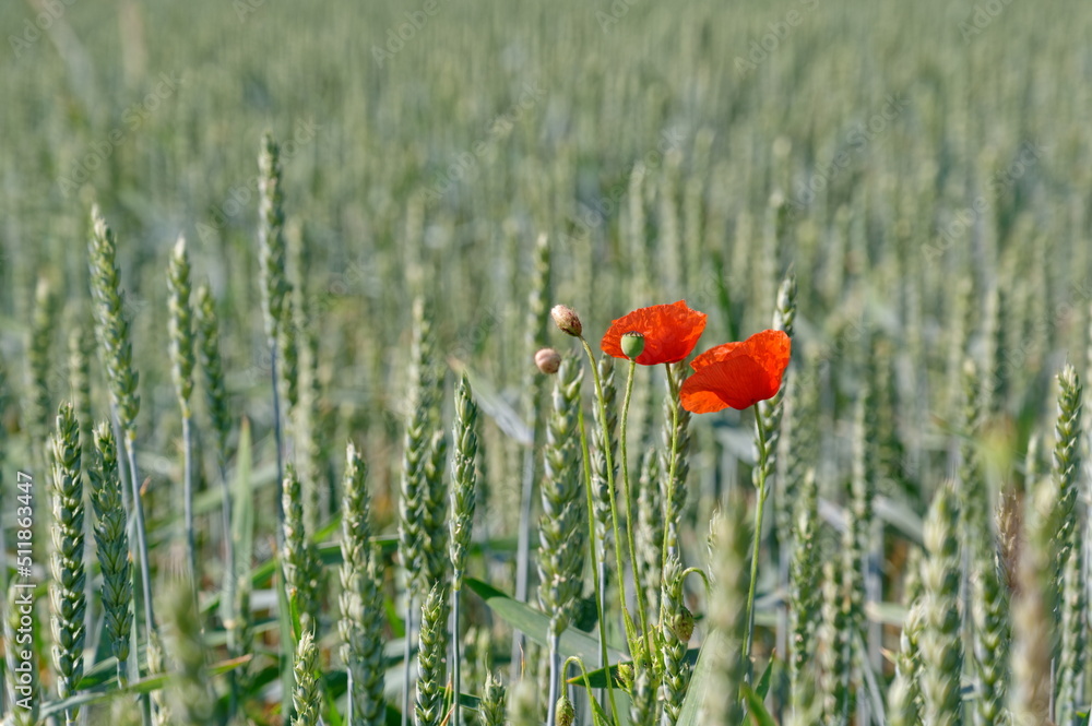 Fototapeta premium Mohn, Klatschmohn, Poppy, rote Mohnblumen am Feldrand