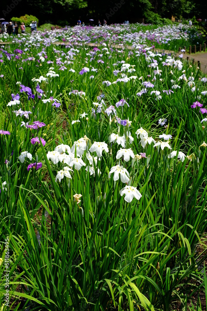 埼玉県狭山市の智光山公園　花菖蒲園