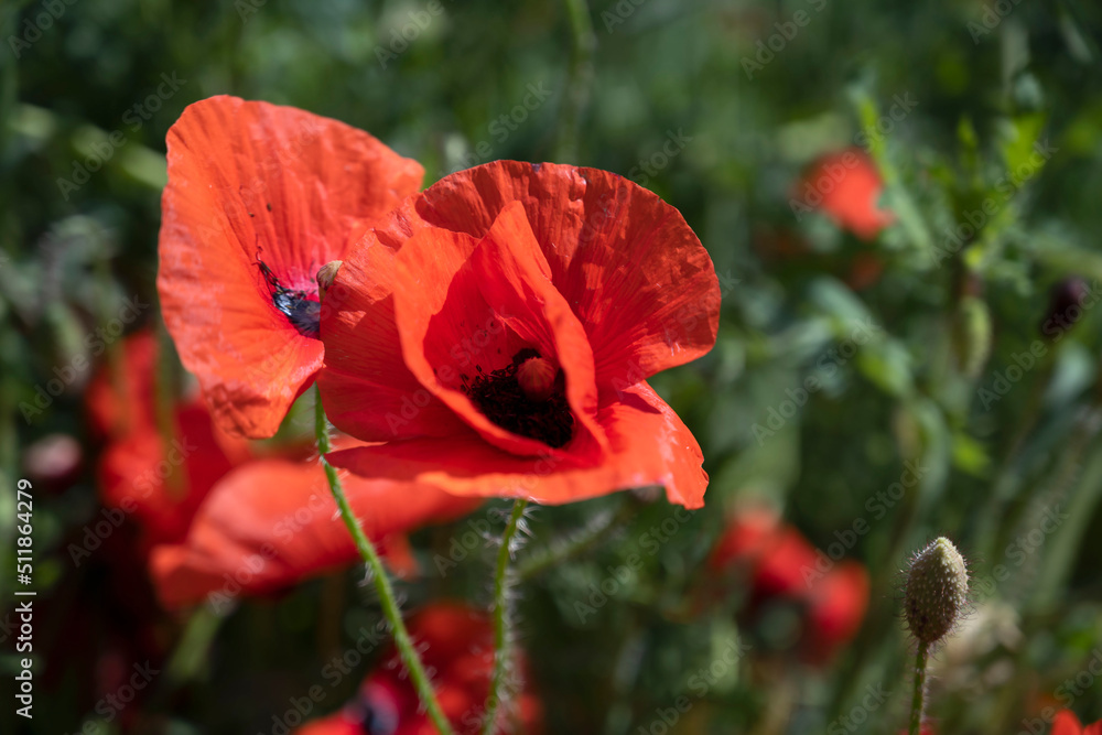 Obraz premium red poppies close-up