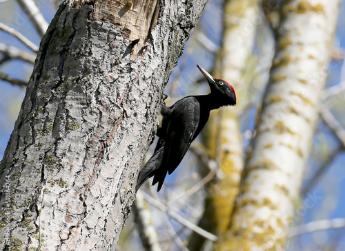 The black woodpecker (Dryocopus martius) sits on a tree against a blue sky