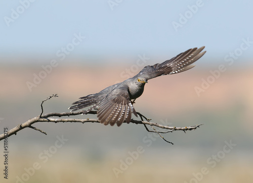 Common cuckoo take off from  horizontal branch on blurred beige-blue background photo