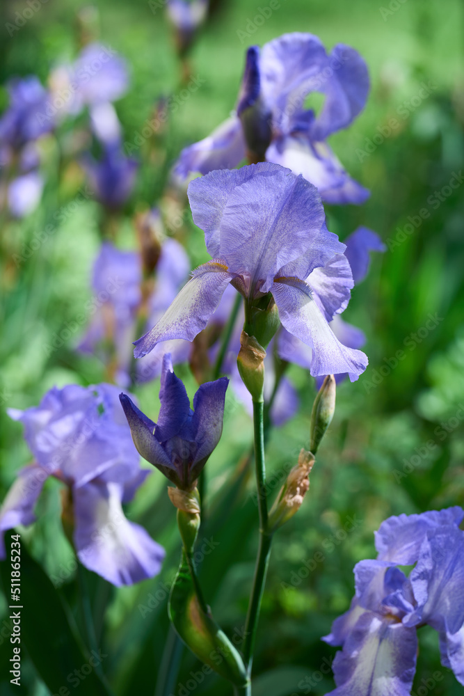 Flower irises- nature spring sunny background. Beautiful iris flowers in the garden.