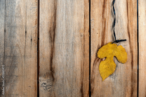 Yellow tree leaf against a wooden background. An autumnal three-leaf hangs vertically on a twine. Old cracked boards. Natural background with copy space for text and design elements