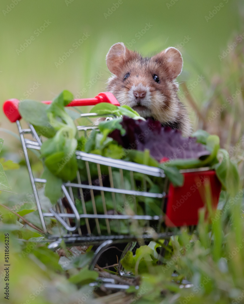 european field hamster with a shopping cart, concept for hamstering, buying too much