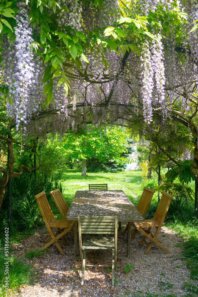 Table with chairs in the gazebo under blooming wisteria