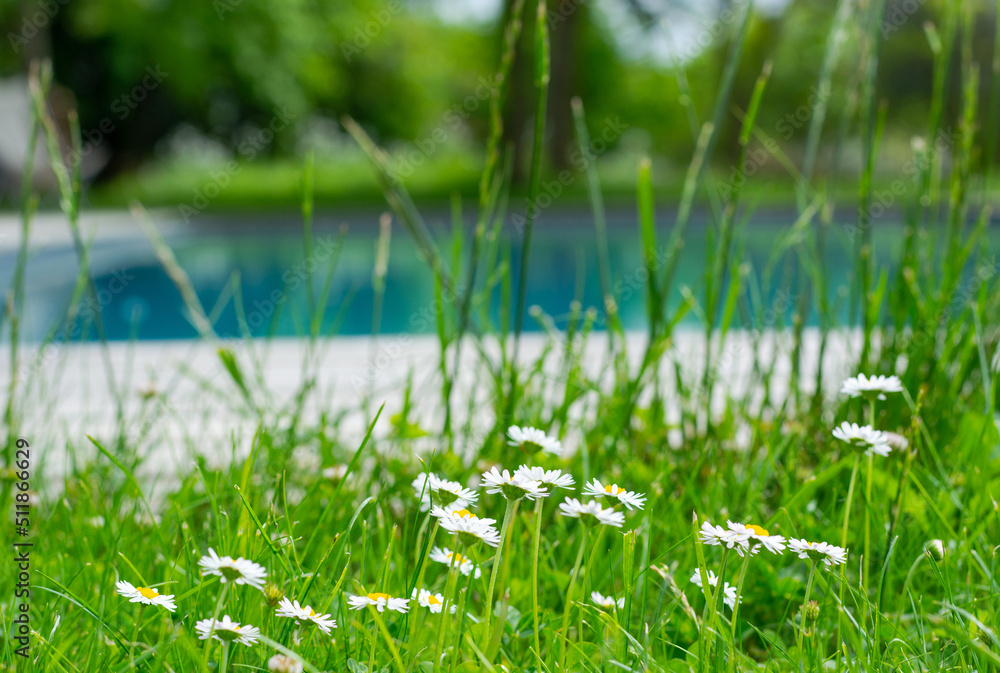 Blooming chamomile field, background with swimming pool