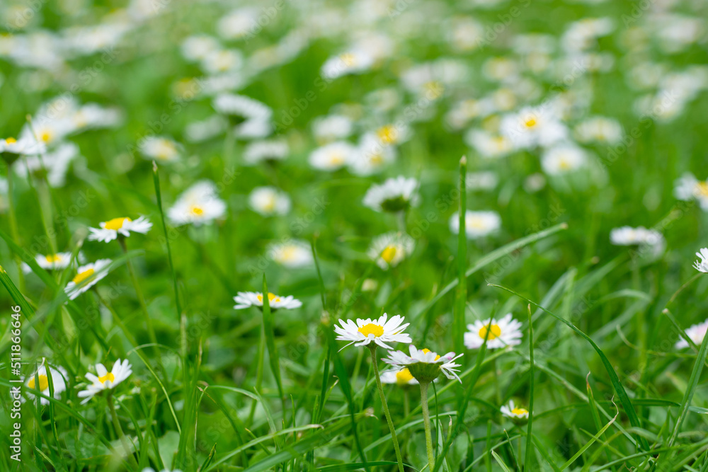Blooming chamomile field, background