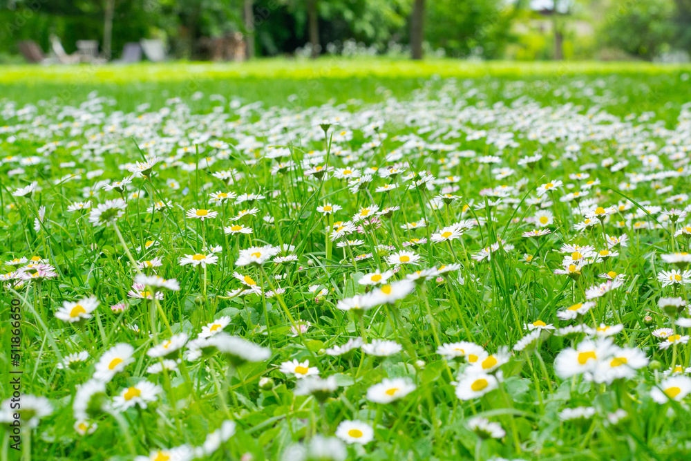 Blooming chamomile field, background