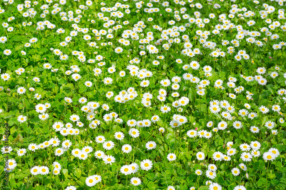 Blooming chamomile field, background