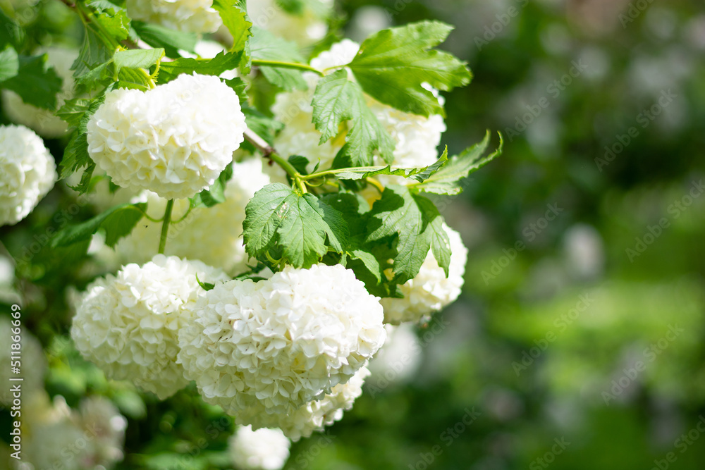 White peonies bushes in spring