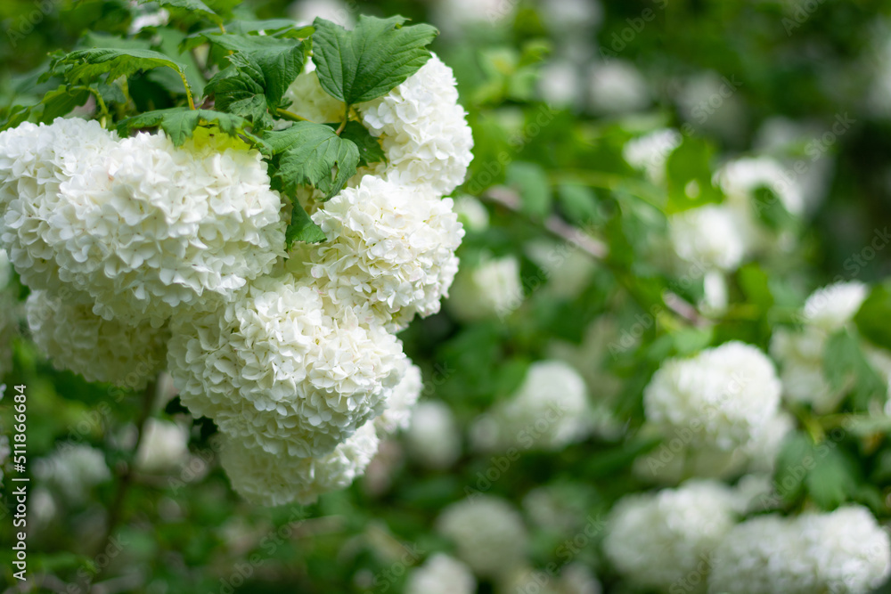 White peonies bushes in spring