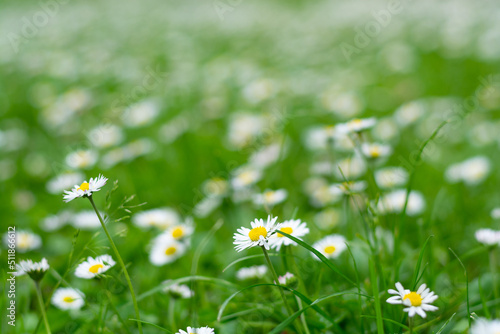 Blooming chamomile field, background