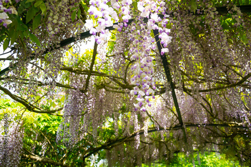Wallpaper Mural Blooming branch of wisteria in spring Torontodigital.ca