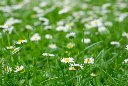 Blooming chamomile field, background