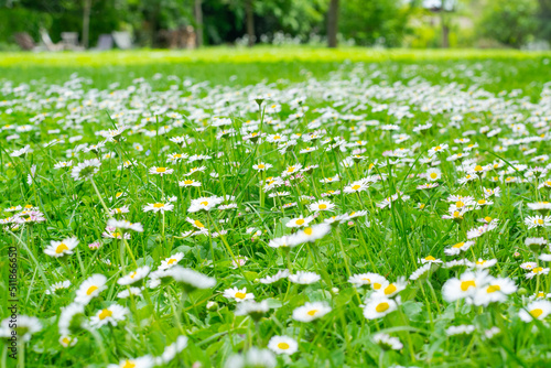 Obraz na płótnie Blooming chamomile field, background w salonie