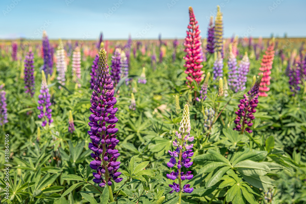 Colorful budding and flowering lupine plants on the field of a specialized Dutch plant nursery. It is a sunny day with a blue sky in the spring season. Colorful budding and flowering lupine plants on the field of a specialized Dutch plant nursery. It is a sunny day with a blue sky in the spring season.