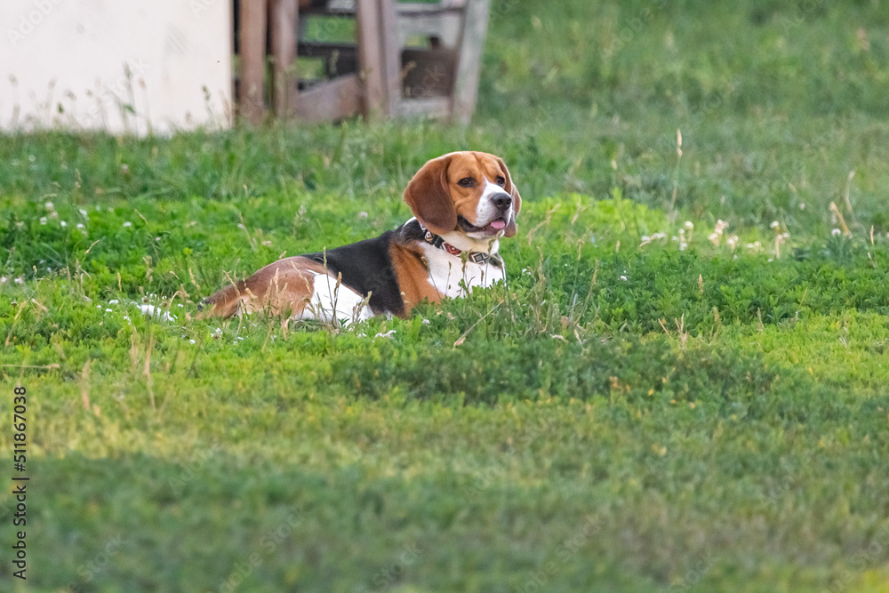 Young basset hound on the lawn in summer. A purebred dog. Basset hound breed. Four-legged pet. A friend of man. Raising a puppy.
