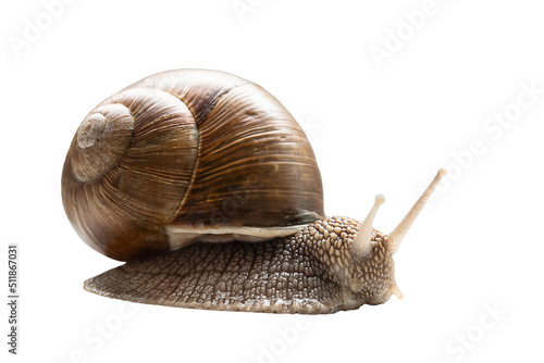 Garden snail with horns on white background