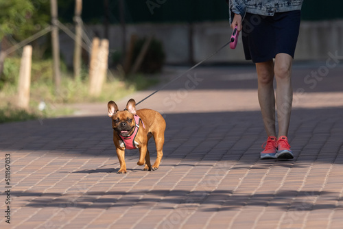 French bulldog on a walk. A purebred dog. Basset hound breed. Four-legged pet. A friend of man. Raising a puppy.