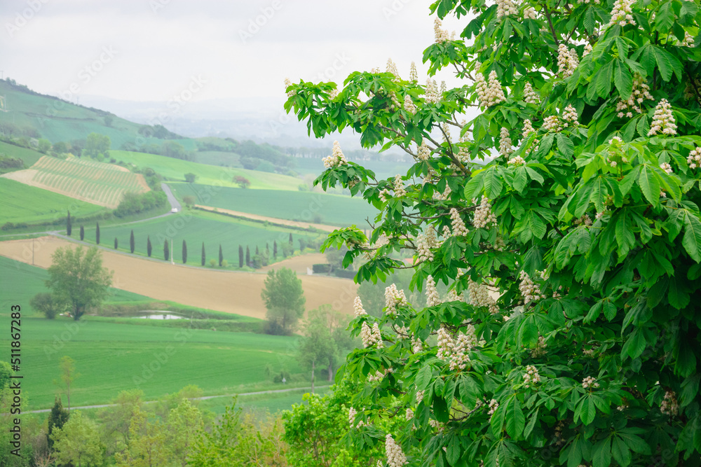Beautiful view to the French fields in Lautrec, France