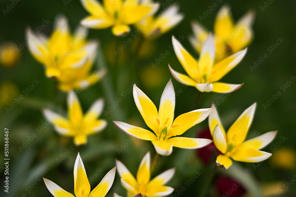 Obraz premium bright yellow flowers in the form of stars bloom in the field, natural background