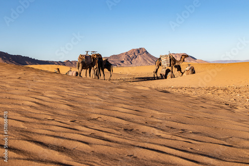 Camels in Zagora Desert, Zagora, Morocco, Mai 2022