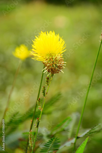 dandelion in the grass