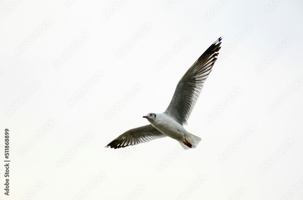 Obraz premium seagull in flight