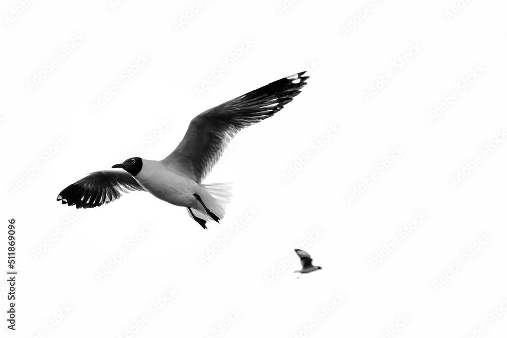 Fototapeta premium seagull in flight