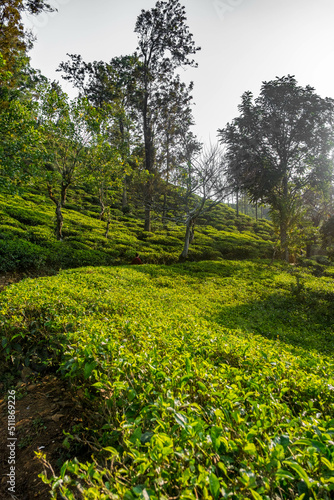 plantations thé sri lanka teafield