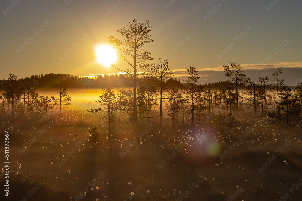 Foggy morning and sun rays on a swamp Foggy morning and sun rays on a swamp