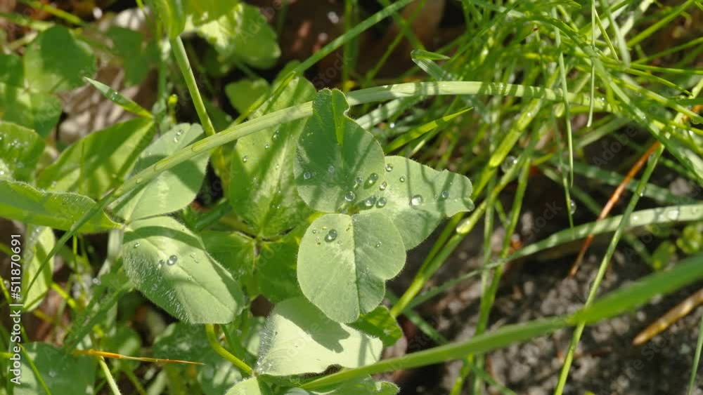 The clover plant with the water moist on the leaf in the garden in Estonia The clover plant with the water moist on the leaf in the garden in Estonia